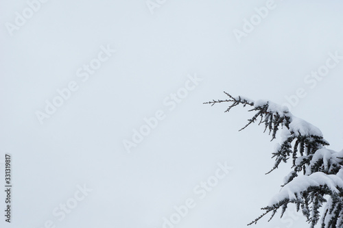 branches of tree with snow