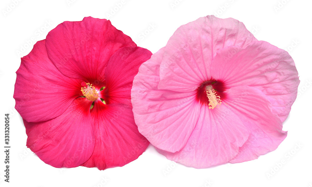Two multicolored hibiscus red and pink isolated on white background. Bouquet of tropical flowers. Flat lay, top view. Macro, object Two multicolored hibiscus red and pink isolated on white background. Bouquet of tropical flowers. Flat lay, top view. Macro, object
