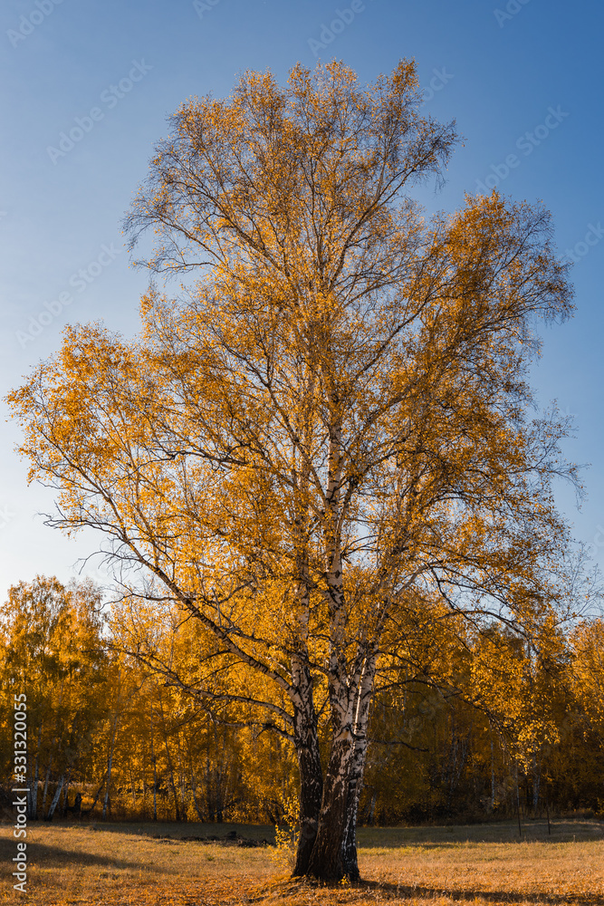 tree in autumn