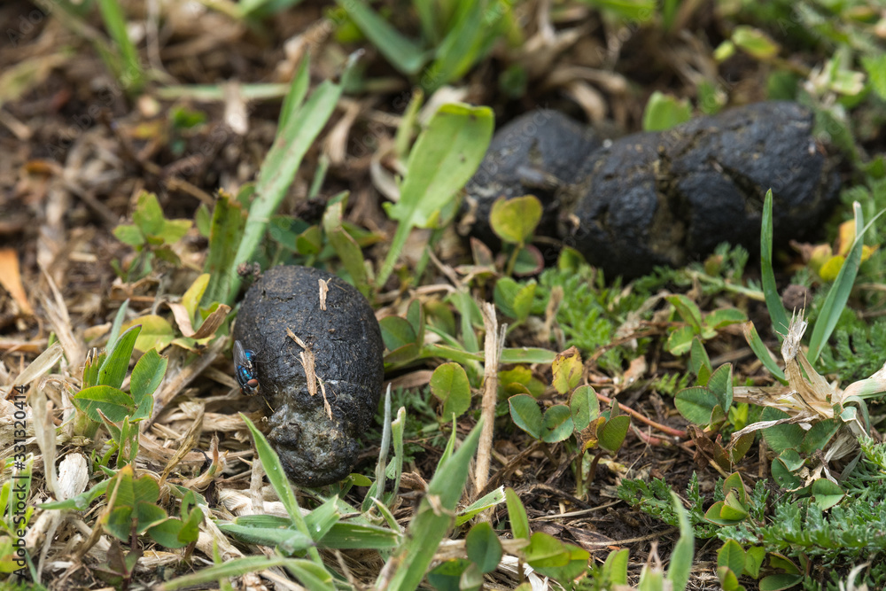 A group of black poop that my dog made in the garden of my house A group of black poop that my dog made in the garden of my house