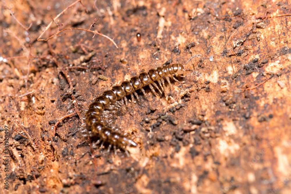 Macro photo of a centipede on a fallen and rotten brown log Macro photo of a centipede on a fallen and rotten brown log
