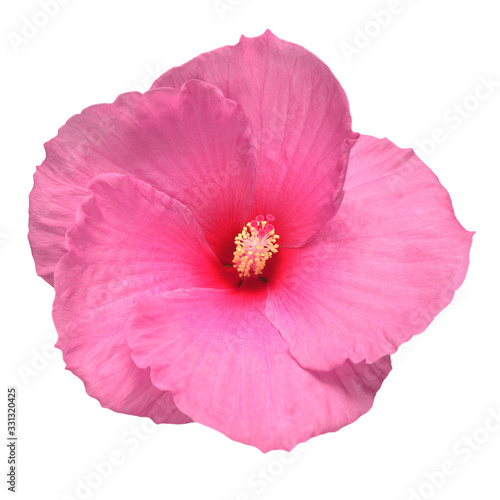 Pink head hibiscus flower isolated on white background. Flat lay, top view. Macro, object