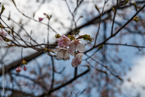 樹木公園の大漁桜