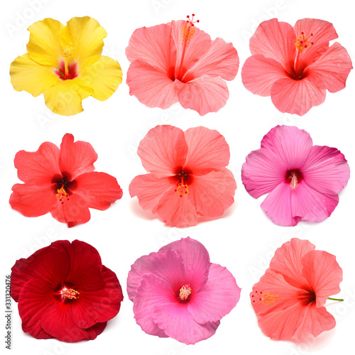 Collection head multicolored hibiscus flowers isolated on white background. Tropical plant. Flat lay, top view. Creative card. Orange, red, pink, yellow