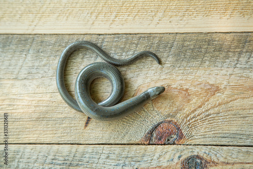 Anguis fragilis on the wooden board photo