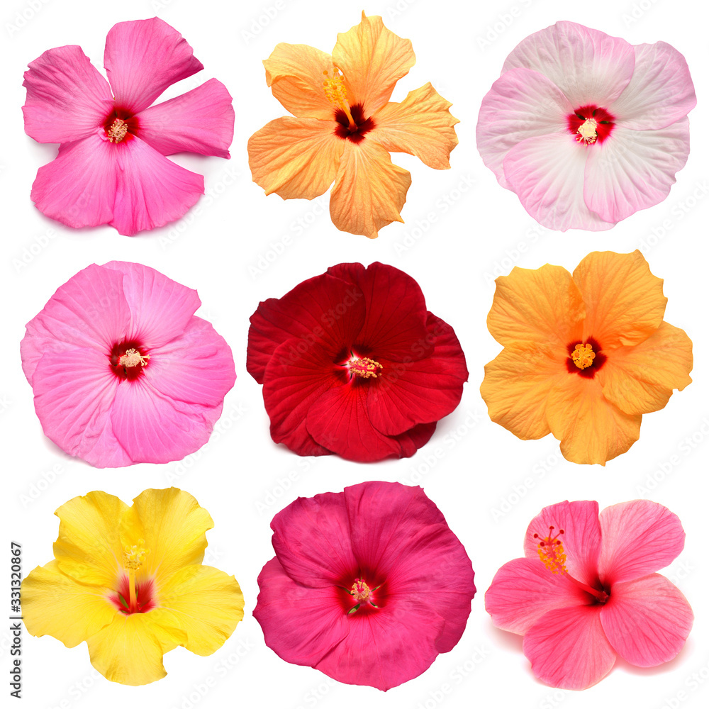 Collection head multicolored hibiscus flowers isolated on white background. Tropical plant. Flat lay, top view. Creative card. Orange, red, pink, yellow Collection head multicolored hibiscus flowers isolated on white background. Tropical plant. Flat lay, top view. Creative card. Orange, red, pink, yellow