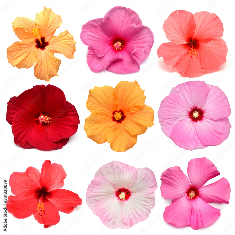 Collection head multicolored hibiscus flowers isolated on white background. Tropical plant. Flat lay, top view. Creative card. Orange, red, pink, yellow Collection head multicolored hibiscus flowers isolated on white background. Tropical plant. Flat lay, top view. Creative card. Orange, red, pink, yellow