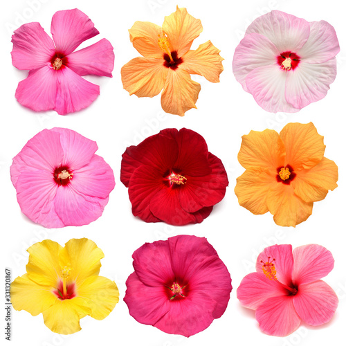 Fototapeta Naklejka Na Ścianę i Meble -  Collection head multicolored hibiscus flowers isolated on white background. Tropical plant. Flat lay, top view. Creative card. Orange, red, pink, yellow
