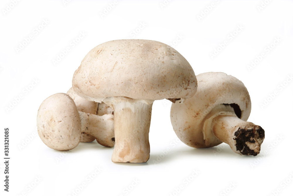 White Common Mushrooms from mount Etna in Sicily, Italy – Champignon Variety – Isolated on White Background White Common Mushrooms from mount Etna in Sicily, Italy – Champignon Variety – Isolated on White Background