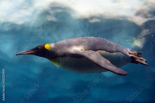 Penguin diving under ice  underwater photography .