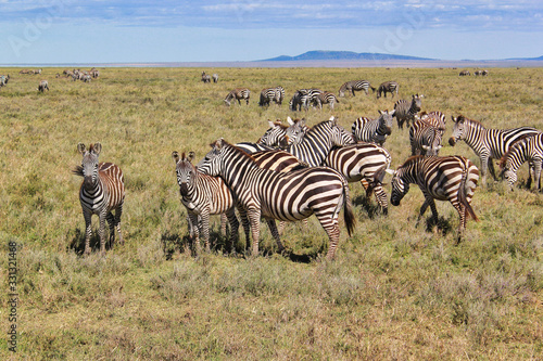 Zebra in tanzanian forest Serengeti