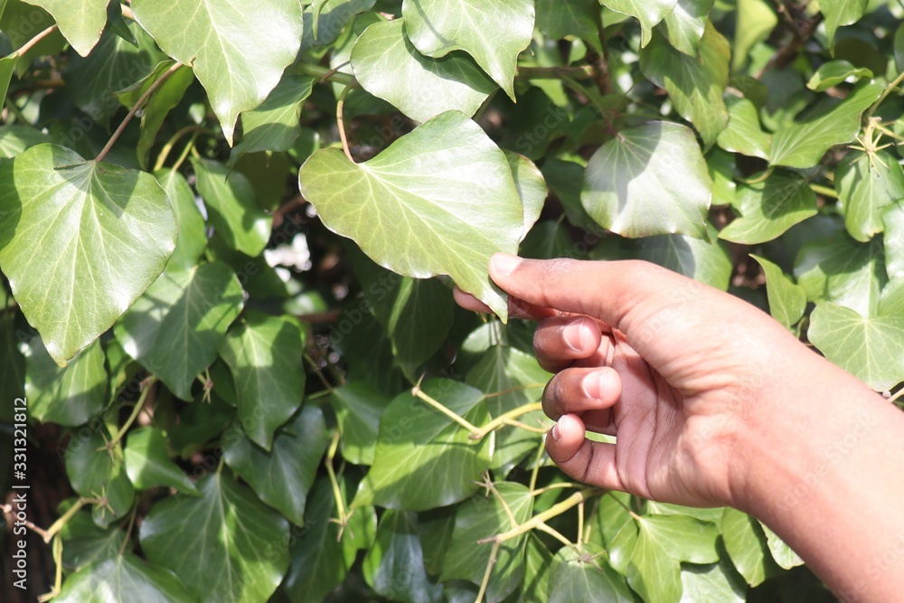 Small handing touching green plant leaf Small handing touching green plant leaf