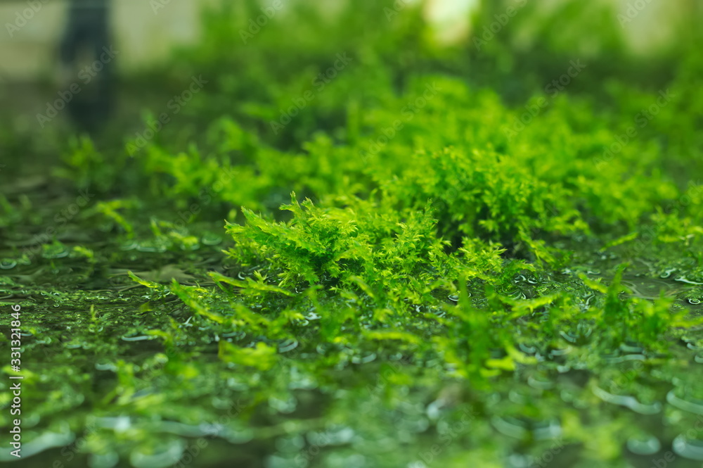 tropical aquatic plants in the aquarium tropical aquatic plants in the aquarium