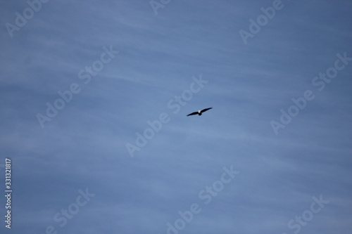 seagull in flight © Darren