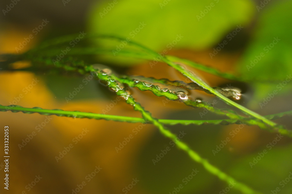 tropical aquatic plants in the aquarium tropical aquatic plants in the aquarium
