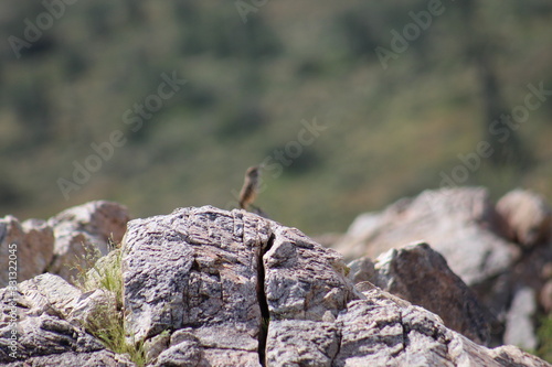 Bird in the mountains