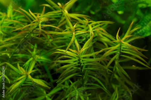 tropical aquatic plants in the aquarium