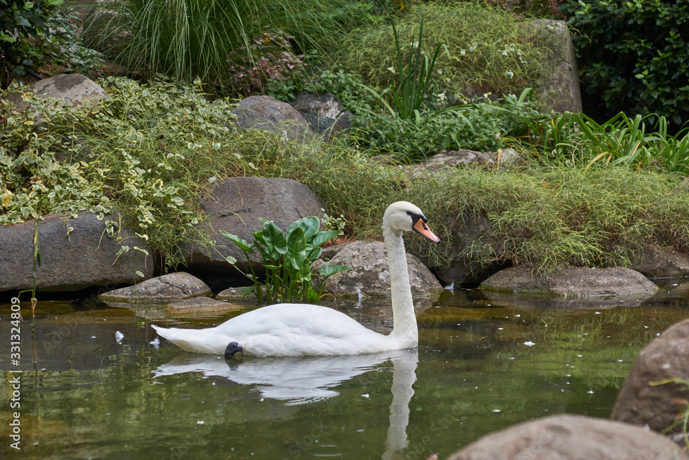 White swans in a park pond
