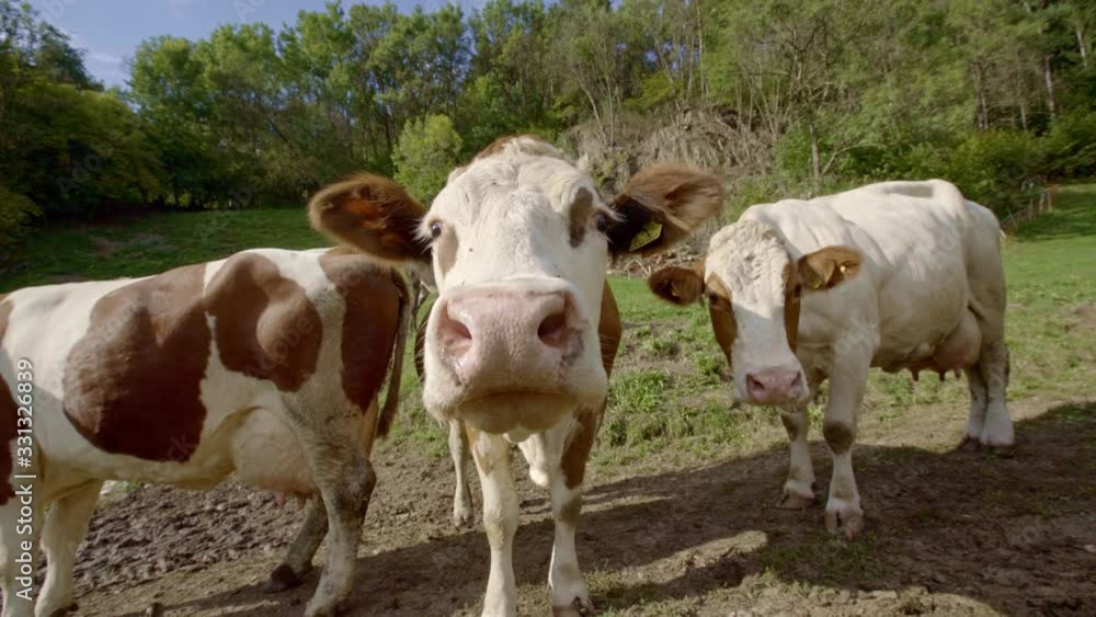 Many cows looking and sniffing curiously. Three cows standing next to each other Many cows looking and sniffing curiously. Three cows standing next to each other