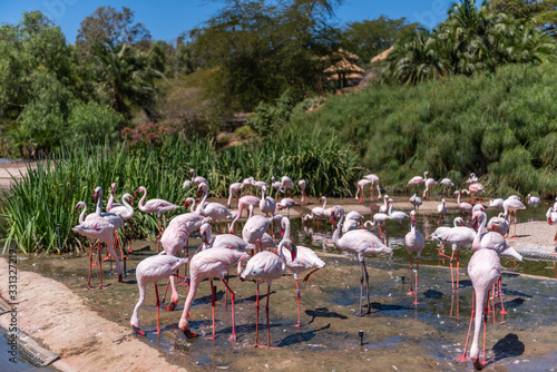 Beautiful pink flamingos in the zoo park