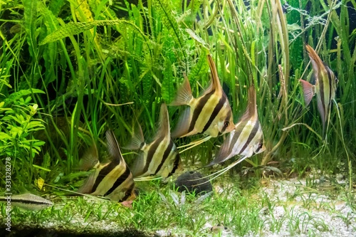 Slika na platnu Underwater shot of Altum angelfish and algeas