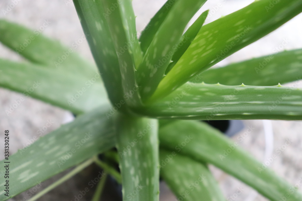 Obraz premium Aloe Vera Plant