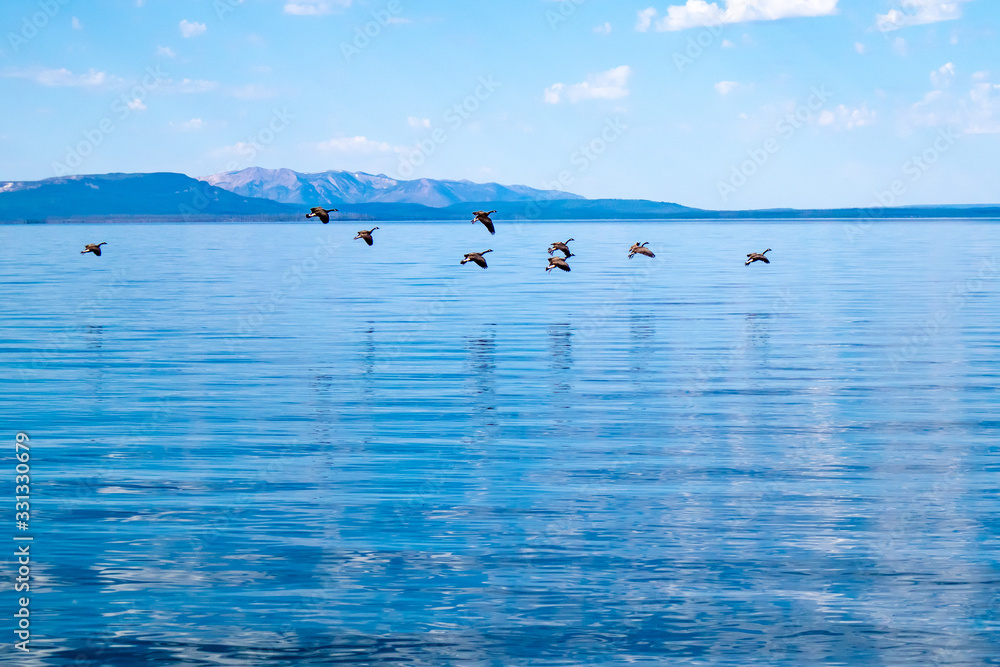 Wild geese (branta canadensis) coming in for a landing onYellowstone lake during the summer