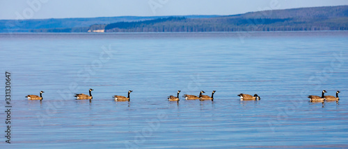 Wild geese on Yellowstone lake swimming in a row during the summer,