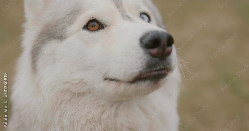Siberian Husky dog with different blue and orange. macro close up portrait. Siberian Husky dog with different blue and orange. macro close up portrait.