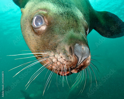 Obraz na plátně Sea lion underwater