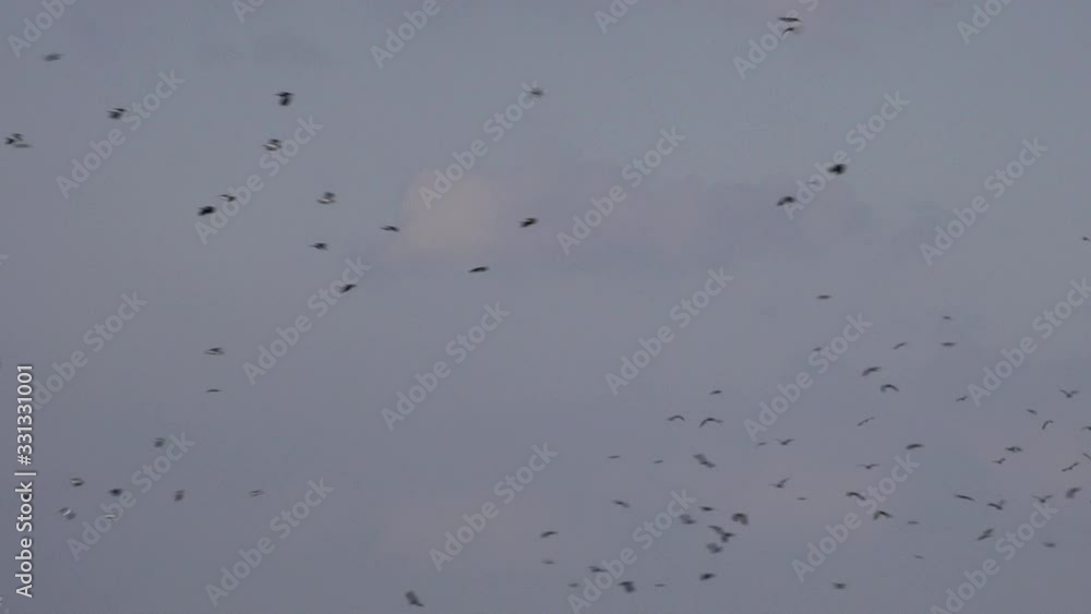Birds flying in the sky migration UK 4K Birds flying in the sky migration UK 4K