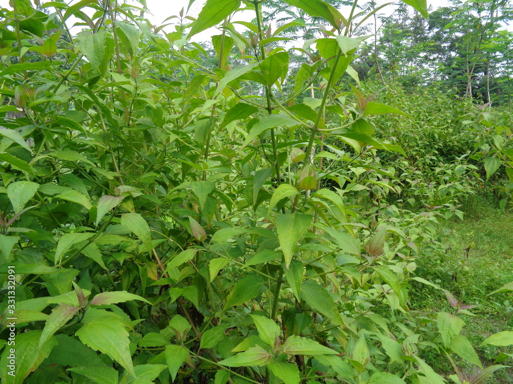 Close up shot green Chromolaena odorata. Weeds green in the nature background. Soil fertility destroyer plants. Close up shot green Chromolaena odorata. Weeds green in the nature background. Soil fertility destroyer plants.