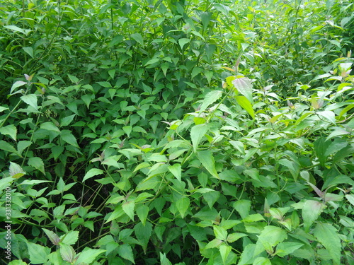 Close up shot green Chromolaena odorata. Weeds green in the nature background. Soil fertility destroyer plants.