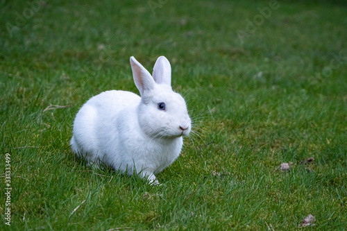 close up of one cute white rabbit with blue eyes resting on green grass field under the shade