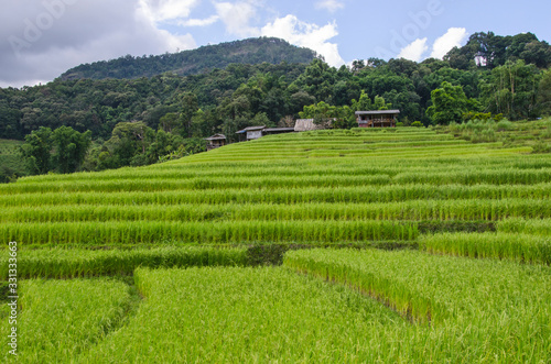 Beautiful green rice terrace near the mountains