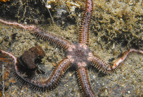 Brittle Sea Star underwater in the St. Lawrence in Canada