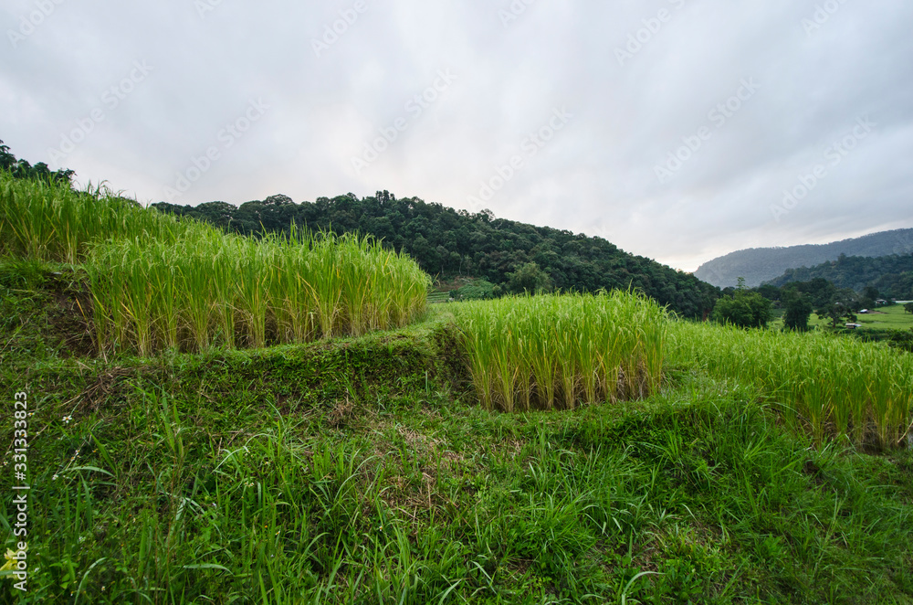 High rice bushes in rice terrace with mountain background