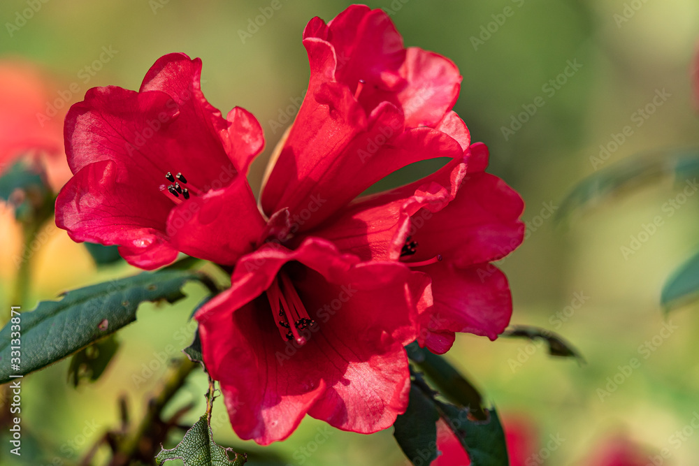 close up of couple beautiful red camellia flowers blooming under the sun in the park with blurry background