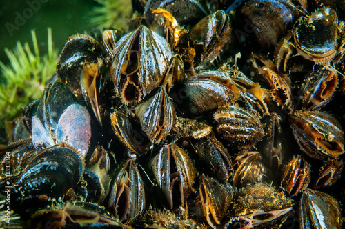 Blue Mussels underwater and filtering water in the St. Lawrence in Canada