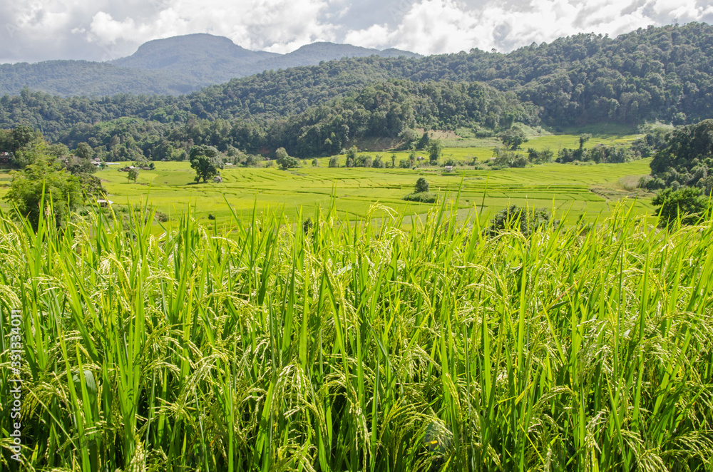 Young ear of rice with field and mountains in Thailand