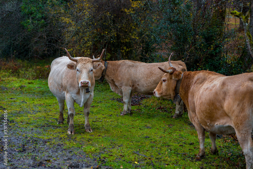 Cows grazing in an autumn forest Cows grazing in an autumn forest