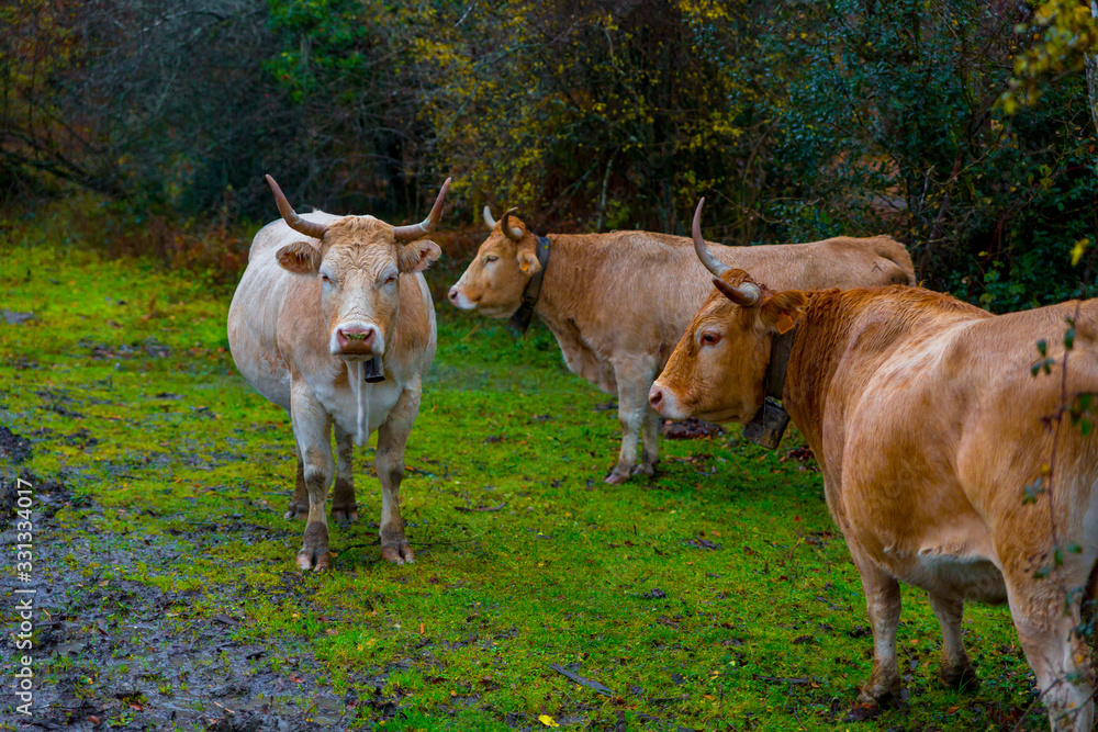 Cows grazing in an autumn forest	