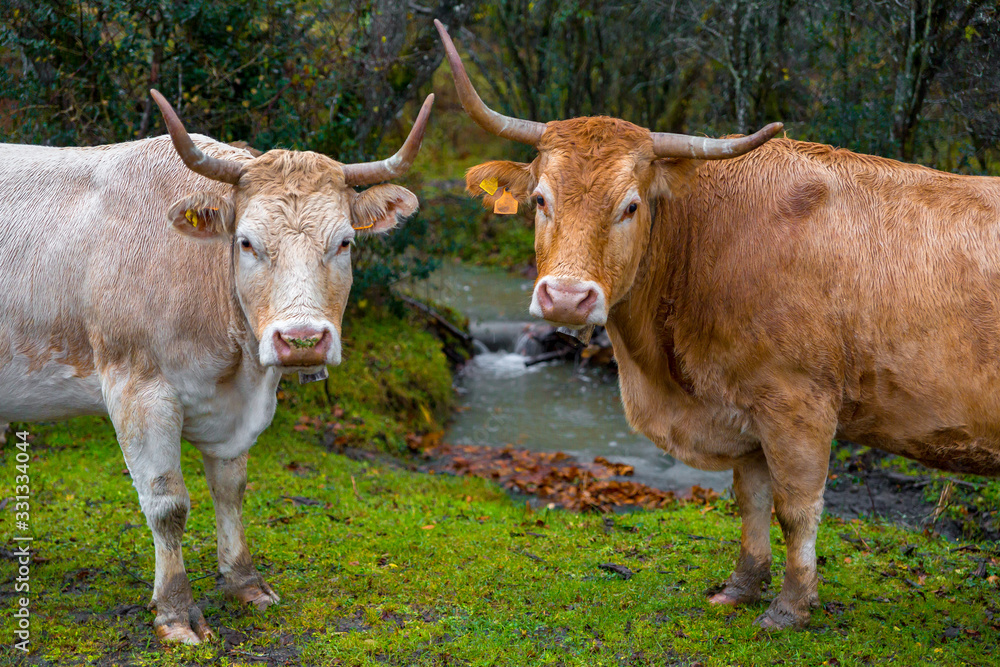 Cows grazing in an autumn forest