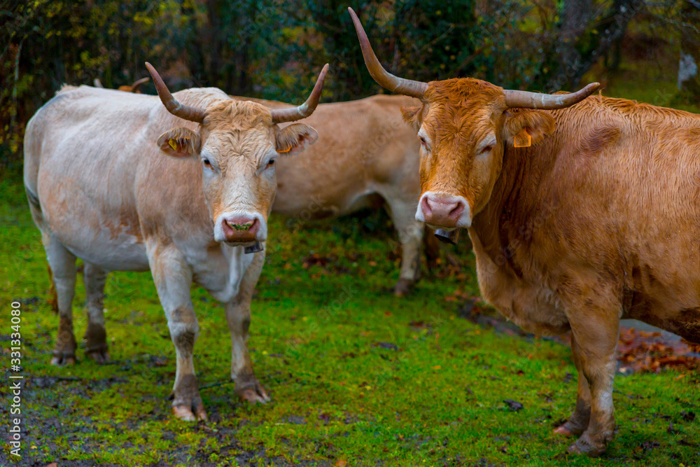 Fototapeta premium Vacas sueltas por el monte