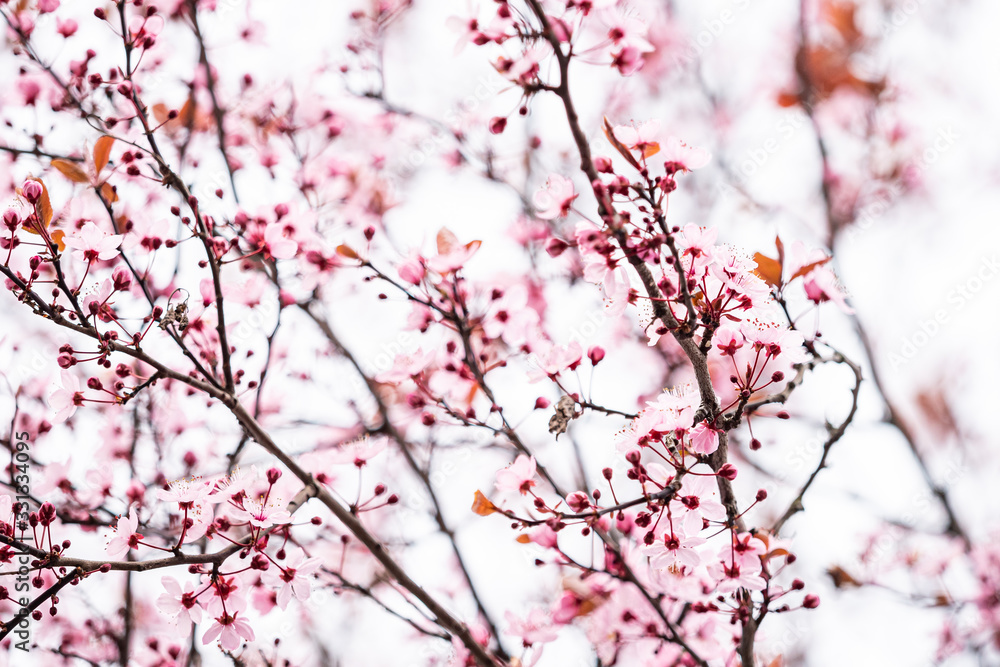 close up of beautiful early spring cherry flowers blooming on the branches with bright sky background close up of beautiful early spring cherry flowers blooming on the branches with bright sky background