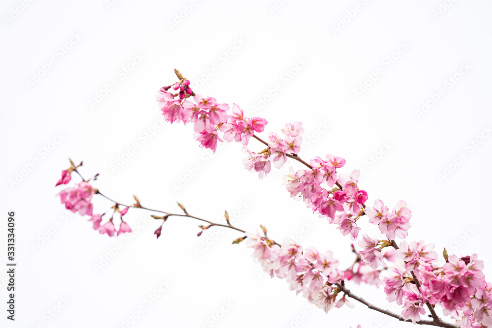 close up of beautiful early spring cherry flowers blooming on the branches with bright sky background