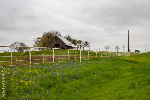 Bluebonnets wildflowers along white fence line and barn in background