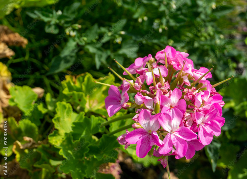 Pink flower in the garden