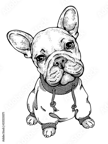 Cute french bulldog sketch. Drawn puppy