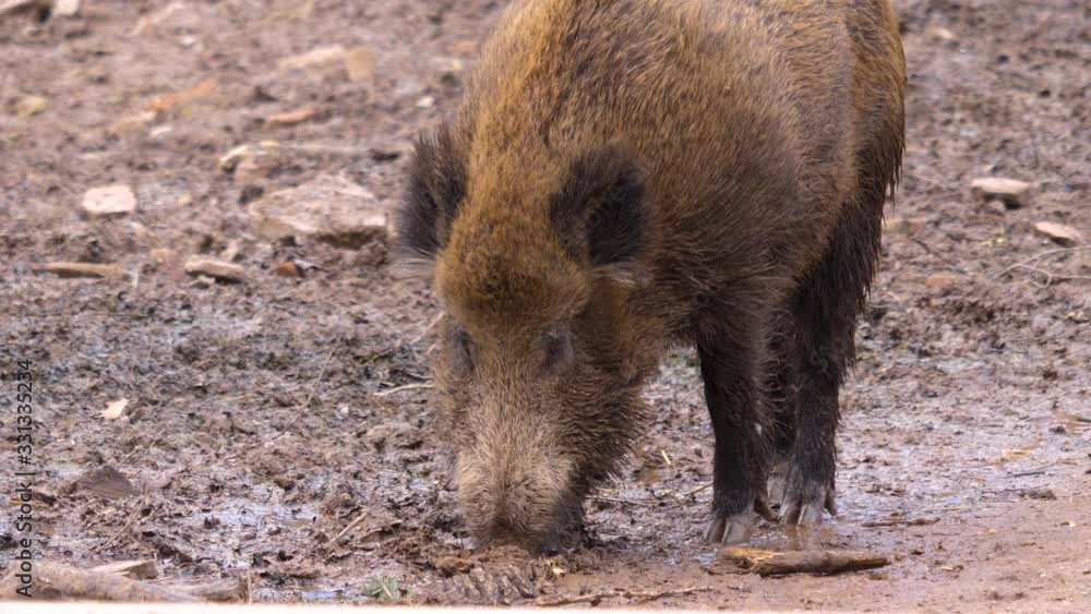 Close up of wild boar pig digging in the ground. Close up of wild boar pig digging in the ground.